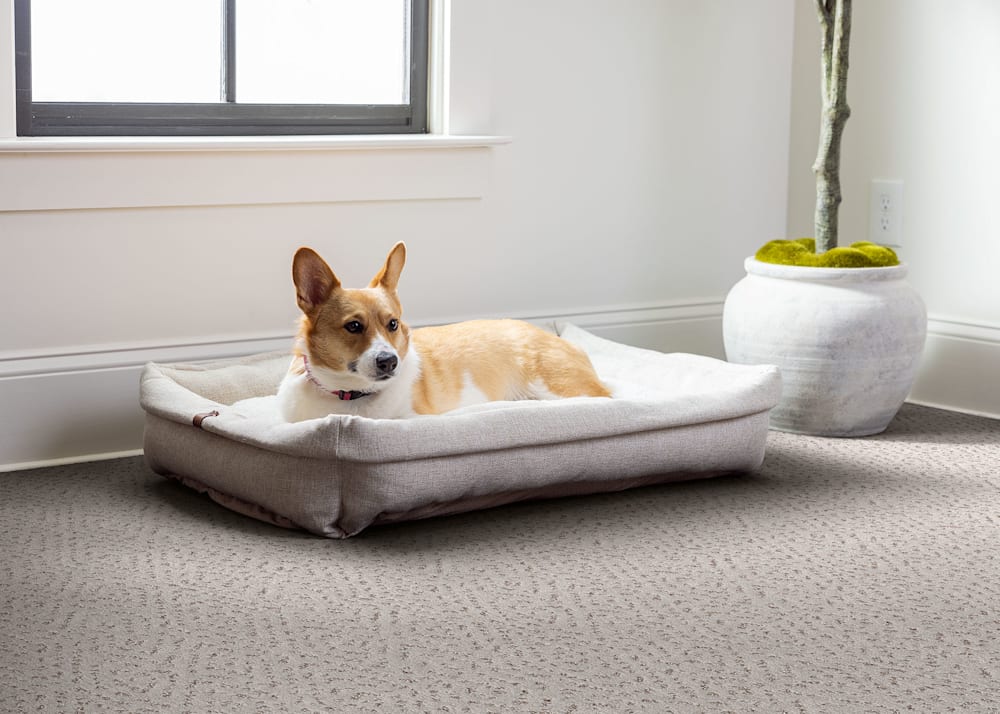 Lenox Hill Carpet in Concrete in bedroom with off white dog bed under window and tan and white small dog laying on bed plus floor plant in corner of room