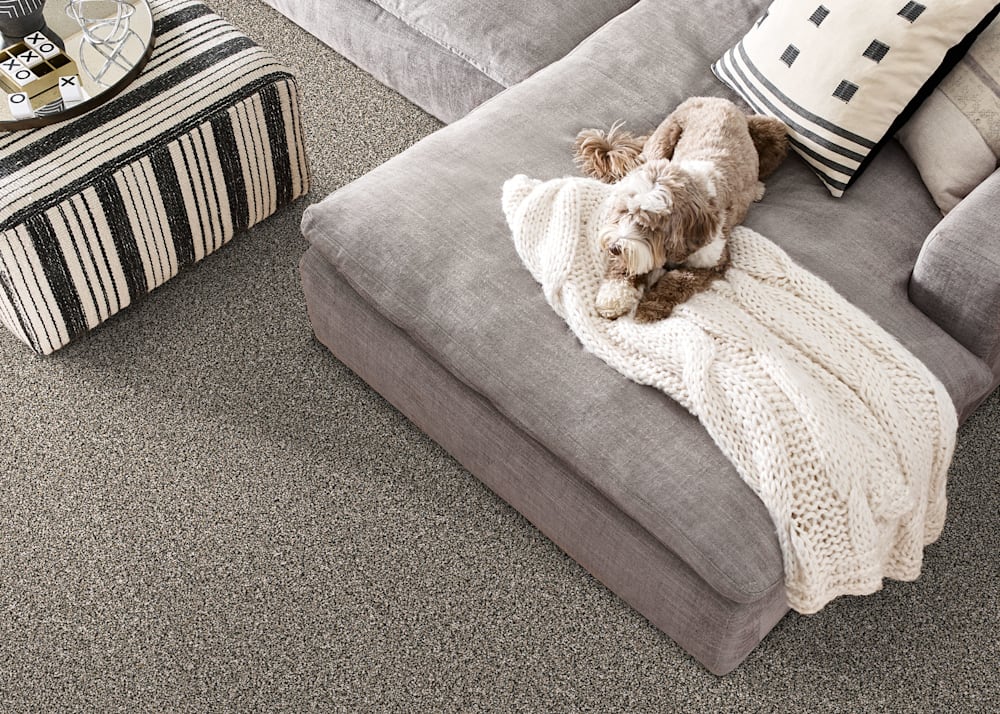 Hudson River Carpet in Thunder in living room with gray sectional and off white throw with tan and white small dog laying on sofa
